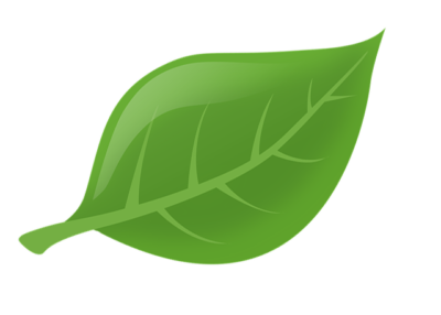 Feuille-verte-vif Feuille verte illustrant la nature